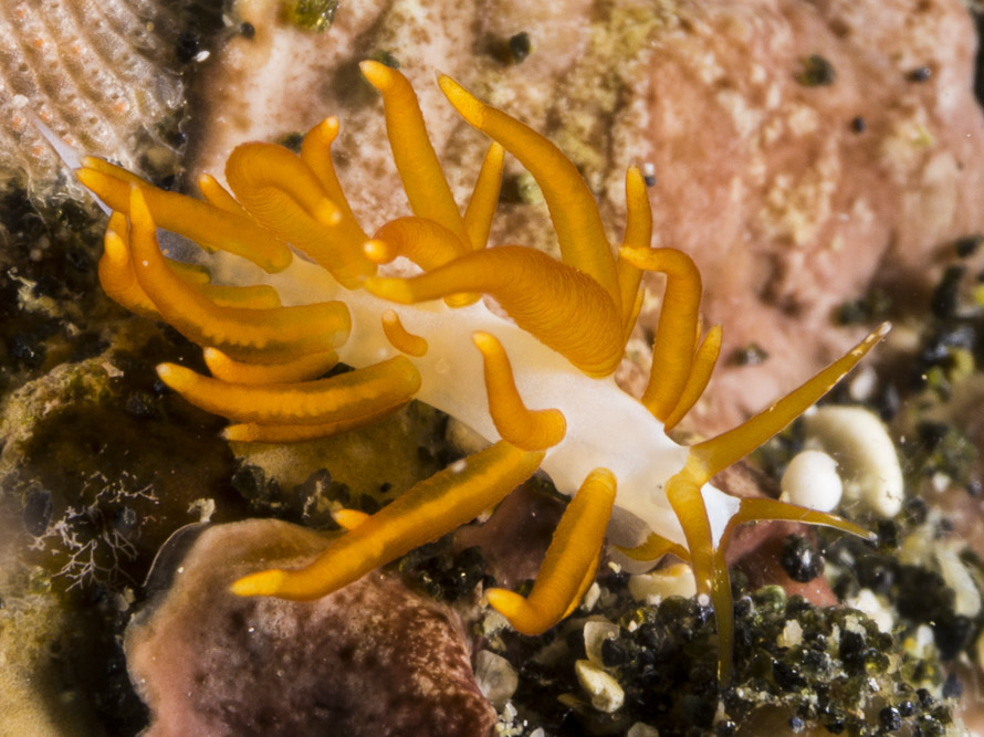 Trinchesia acinosa